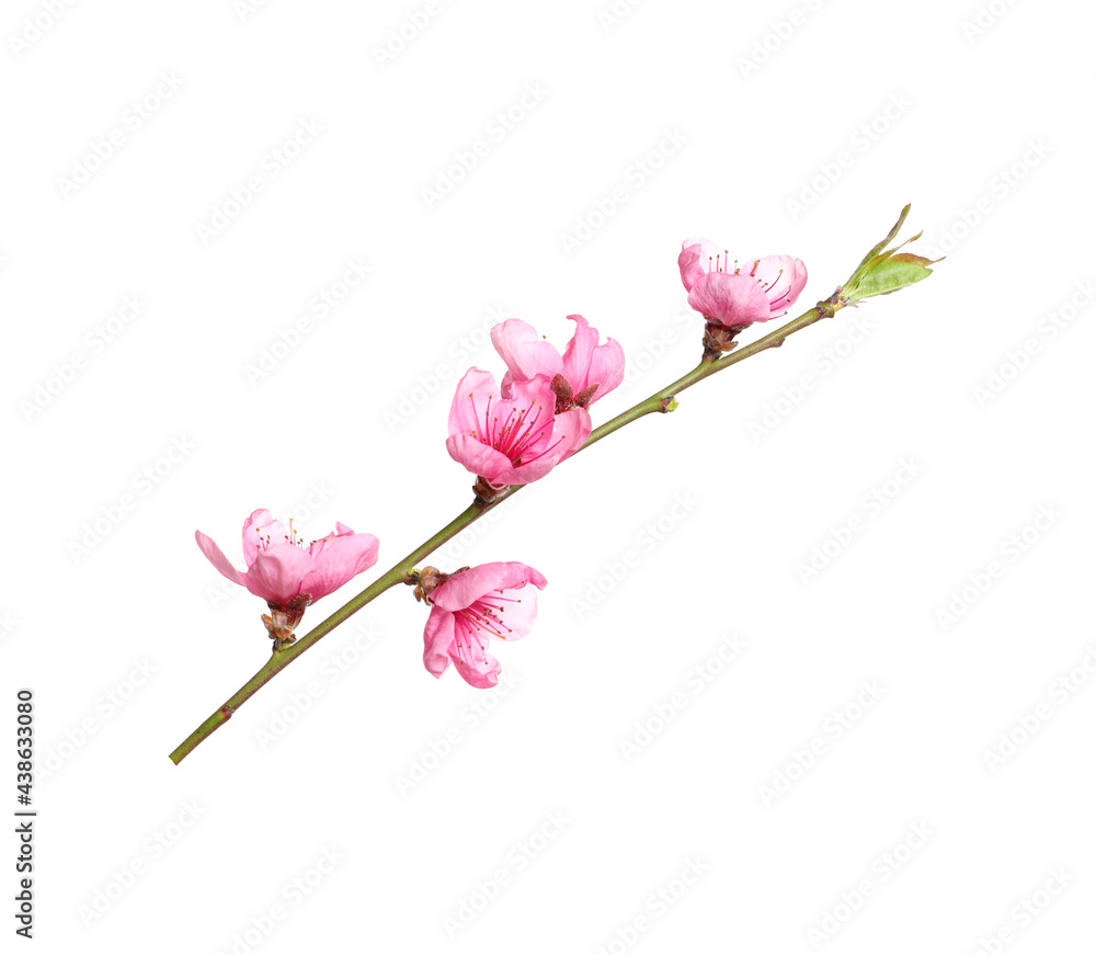 Beautiful sakura tree branch isolated on white Beautiful sakura tree branch isolated on white