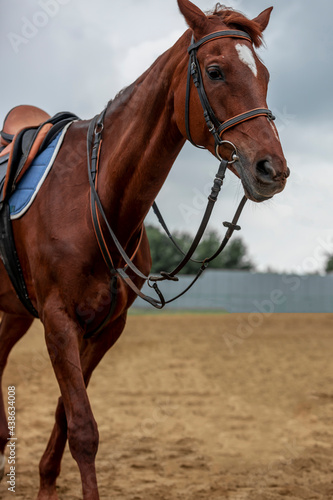 Portrait of a beautiful chestnut sport horse in show jumping competition..