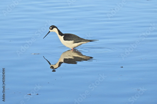 A black-necked Stilt wading in the shallows in search of aquatic invertebrates, at the Merced National Wildlife Refuge, in the northern San Joaquin Valley, California.