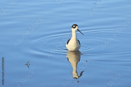 A black-necked Stilt wading in the shallows in search of aquatic invertebrates, at the Merced National Wildlife Refuge, in the northern San Joaquin Valley, California. photo