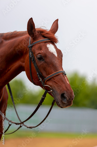 Portrait of a beautiful chestnut sport horse. Show jumping horse..