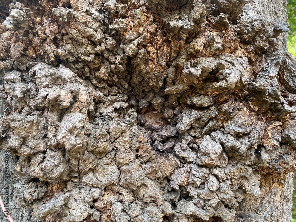 Closeup of the gnarly knot of a tree. Closeup of the gnarly knot of a tree.