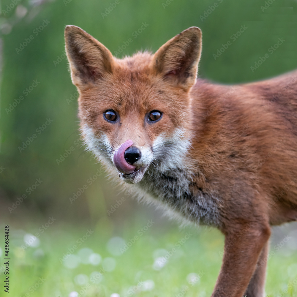 Fototapeta premium red fox cub licking his lips