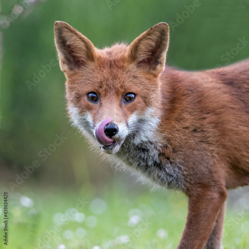 red fox cub licking his lips © Steve