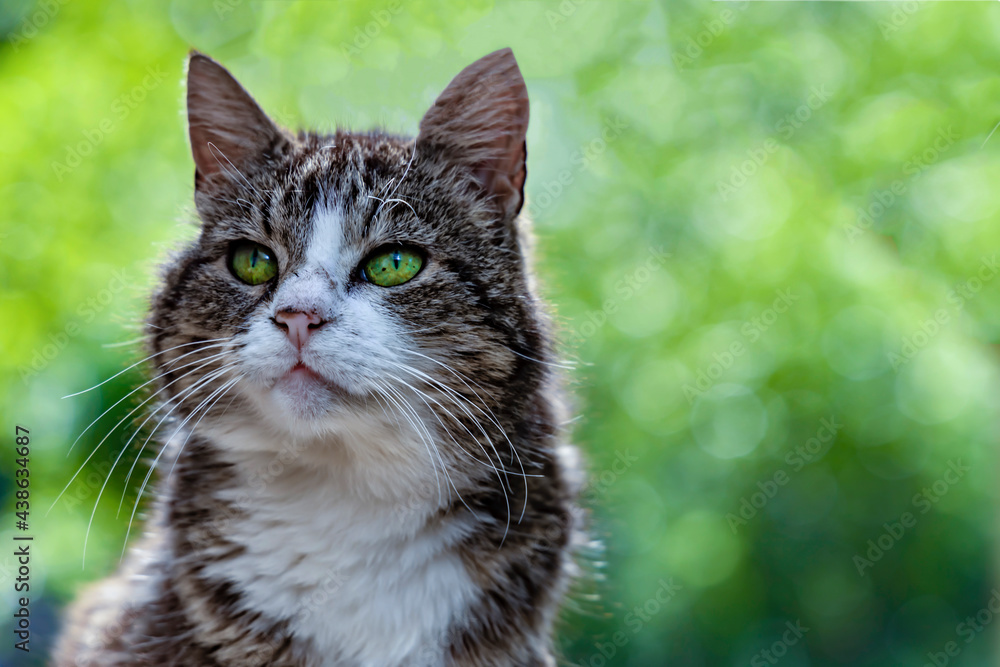 Cute cat looks to the sides. Blurred bokeh background of tree garden.. Cute cat looks to the sides. Blurred bokeh background of tree garden..