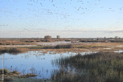 Flocks of snow geese and other assorted waterfowl, enjoying a beautiful day at the Merced National Wildlife Refuge, in the northern San Joaquin Valley, California. photo
