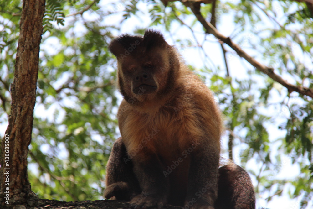 Fototapeta premium Macaco-prego-das-Guianas