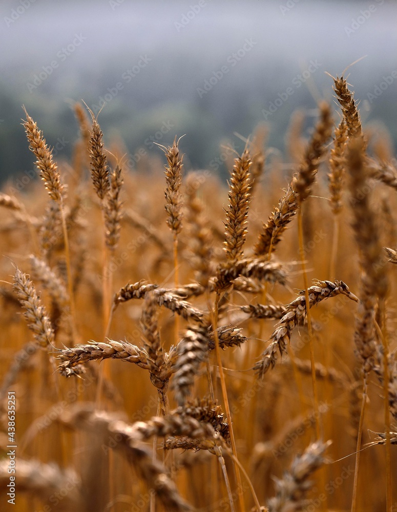 Obraz premium wheat ears, wheat field, cereal cultivation, economy, agriculture, cultivation, grain, wheat, triticum, ears, crop, grain field, land use, wheat cultivation, cereals, 