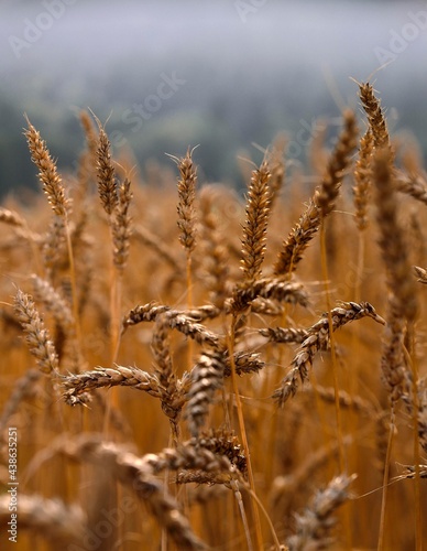 wheat ears, wheat field, cereal cultivation, economy, agriculture, cultivation, grain, wheat, triticum, ears, crop, grain field, land use, wheat cultivation, cereals, 