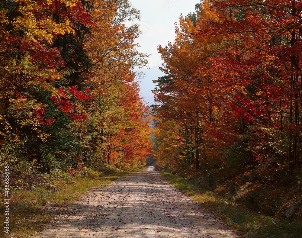 usa, new hampshire, forest, road, autumn, 