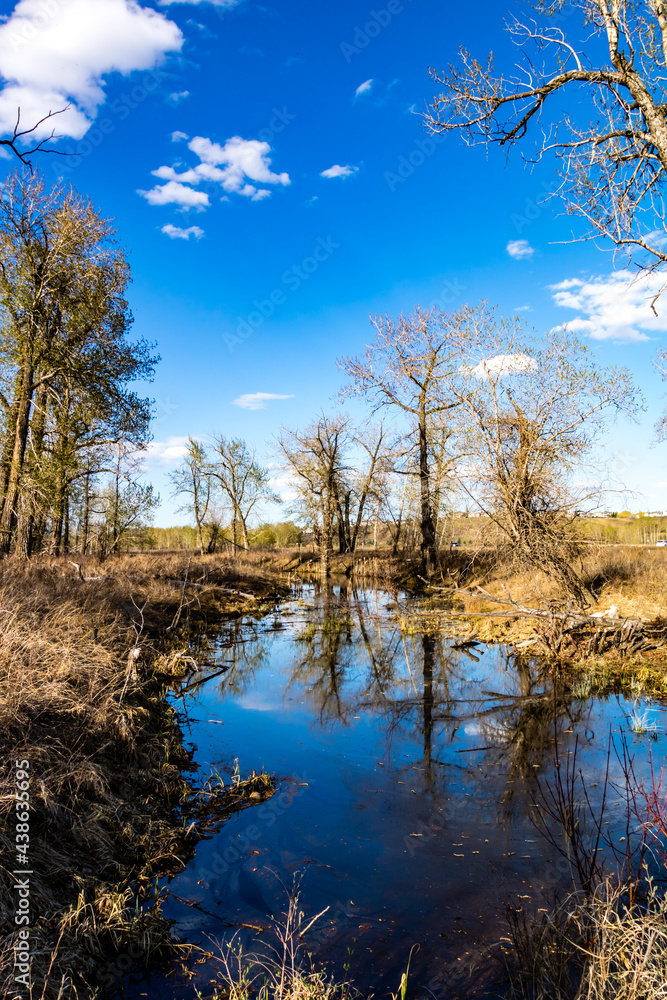 A pond reflects the fall trees. Fish Creek Provincial Park. Alberta, Canada