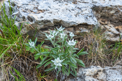 Edelweiss flowers in the alps