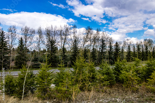 Fluffy clouds and pine trees. Fish Creek Provincial Park. Alberta, Canada