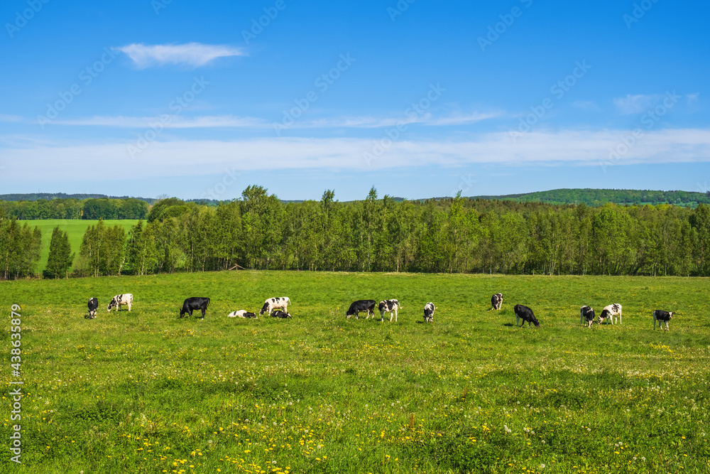 Obraz premium Grazing cows in a pasture with wildflowers in a summer landscape