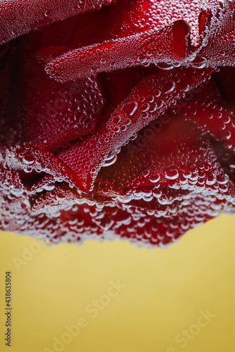 A red flower on a yellow background  under water in air bubbles.