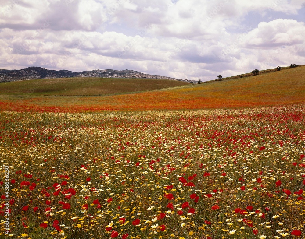 spain, andalusia, hilly landscape, flower meadow, europe, hill, landscape, meadow, flowers, blossoms, plants, nature, vegetation, blossom, poppy, poppies, season, summer