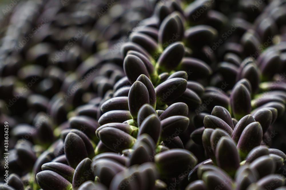 Obraz premium Young fruit of the arenga pinnata palm tree