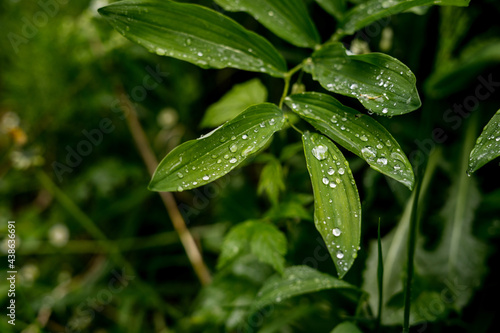 Gree crisp grass with due on them. Closeup