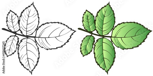Vector illustration. Set of rose leaves in black and white and colored on a transparent background