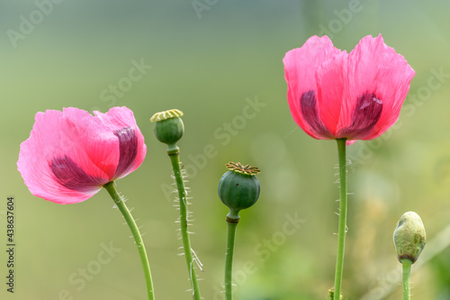 Pink poppy flower in the wild countryside.