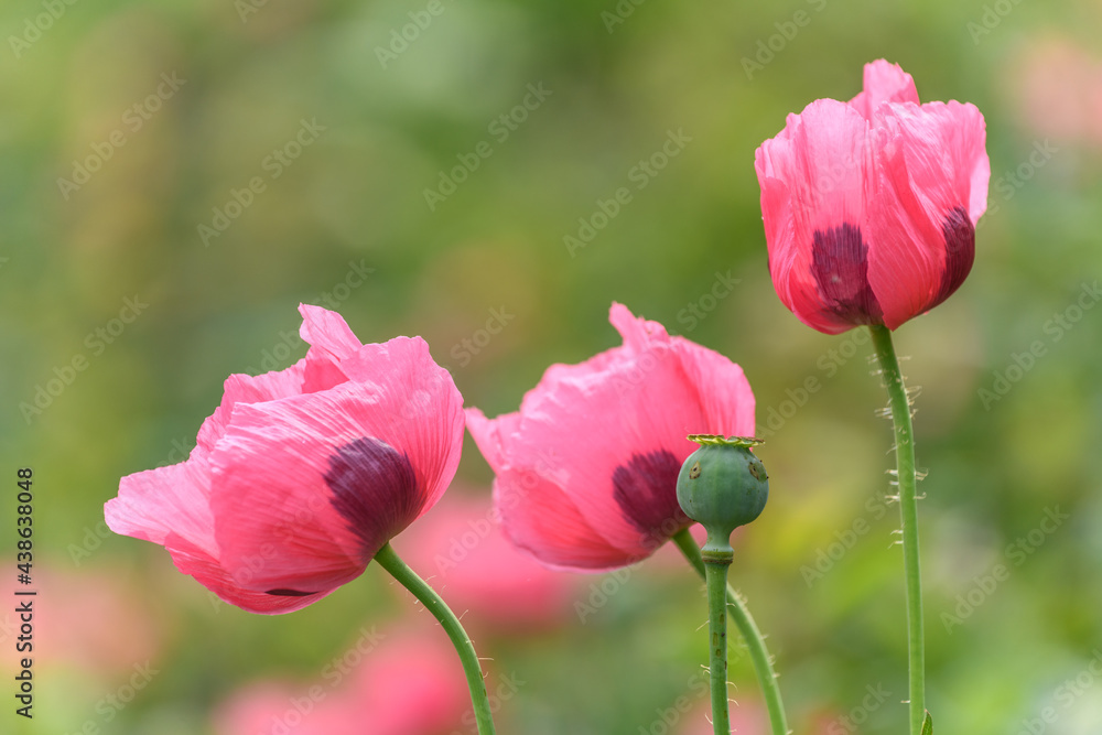 Pink poppy flower in the wild countryside. Pink poppy flower in the wild countryside.