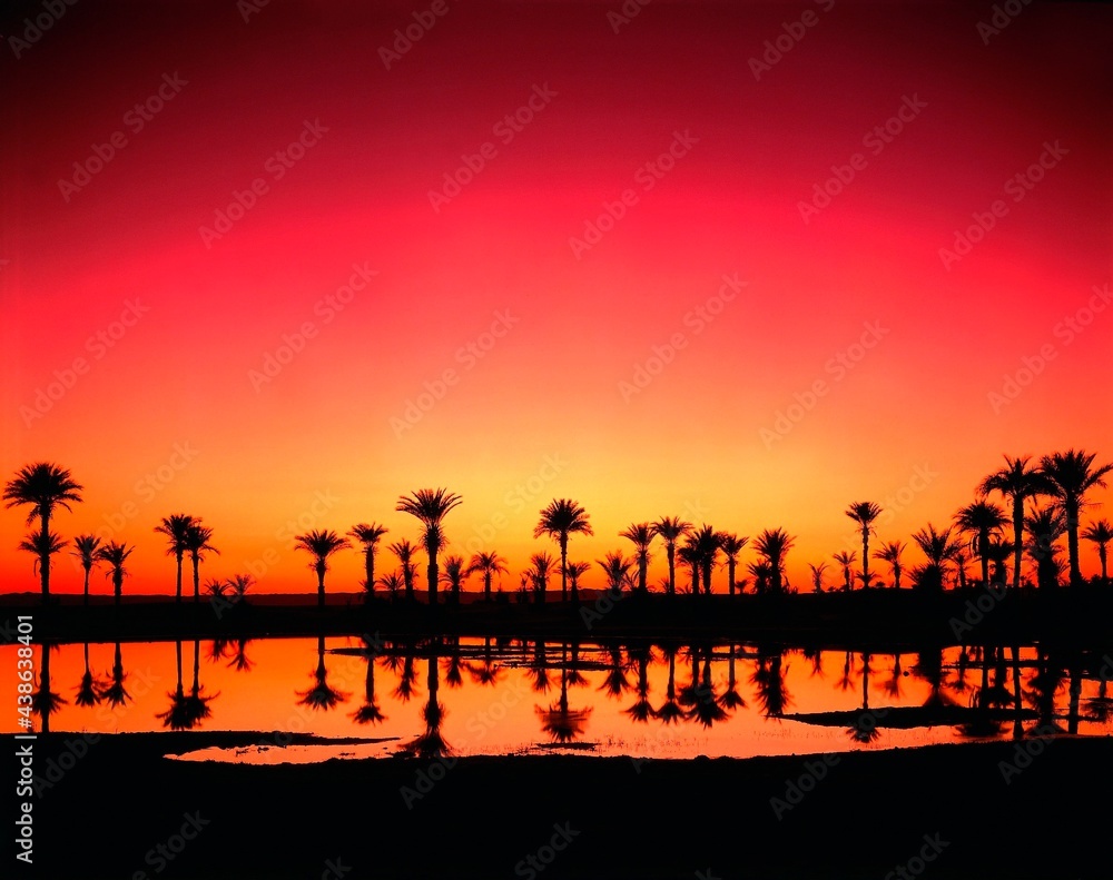 north africa, algeria, sahara, lake, date palms, evening mood, africa, oasis, palms, vegetation, evening, sunset, mood, nature, landscape, water, 