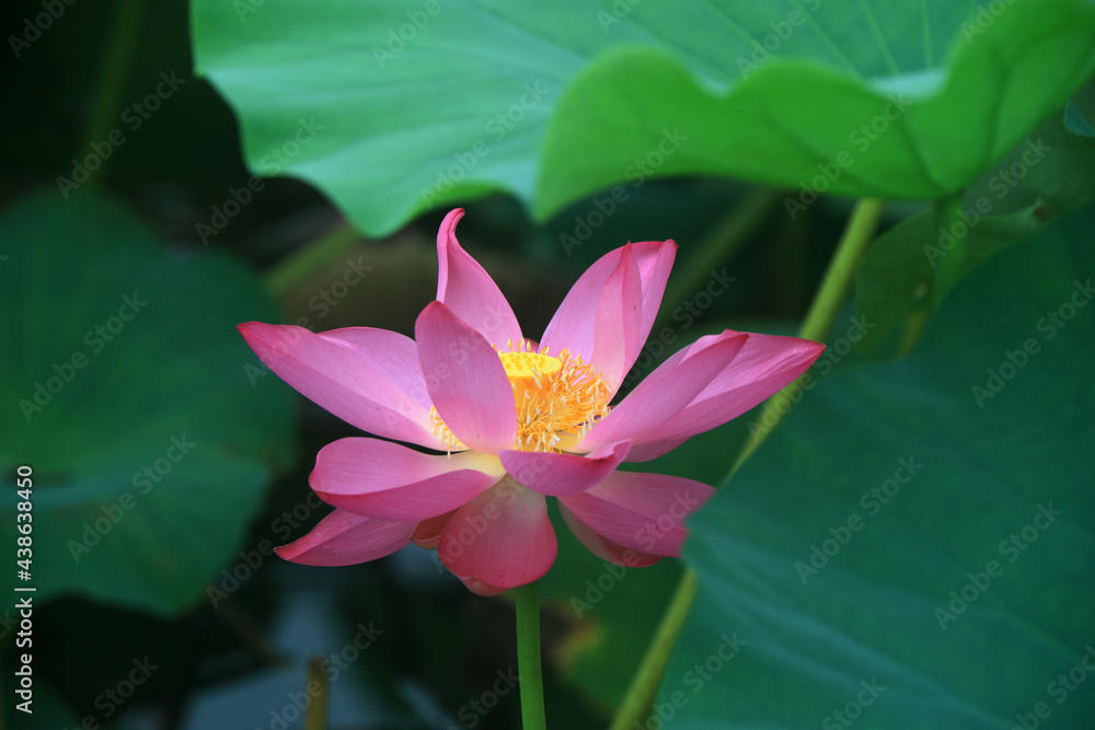Beautiful lotus in the pond, North China Beautiful lotus in the pond, North China
