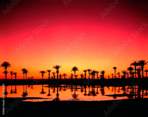 north africa, algeria, sahara, lake, date palms, evening mood, africa, oasis, palms, vegetation, evening, sunset, mood, nature, landscape, water, 
