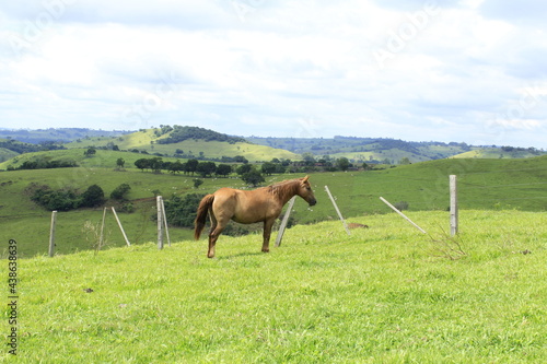 Cavalo na paisagem