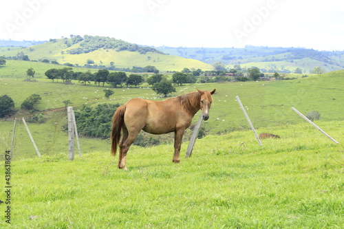 Cavalo na paisagem