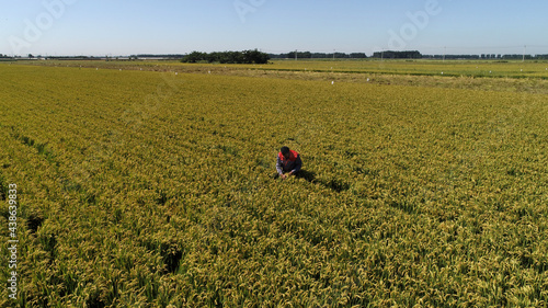 The technician is checking the growth of rice in a field