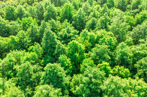Aerial view of green forest in summer.