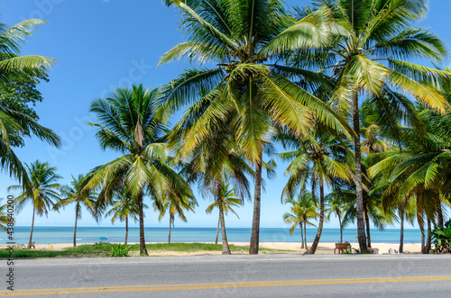 Coconut trees by the sea in sunny day and blue sky in Porto Seguro beach, Bahia, Brazil