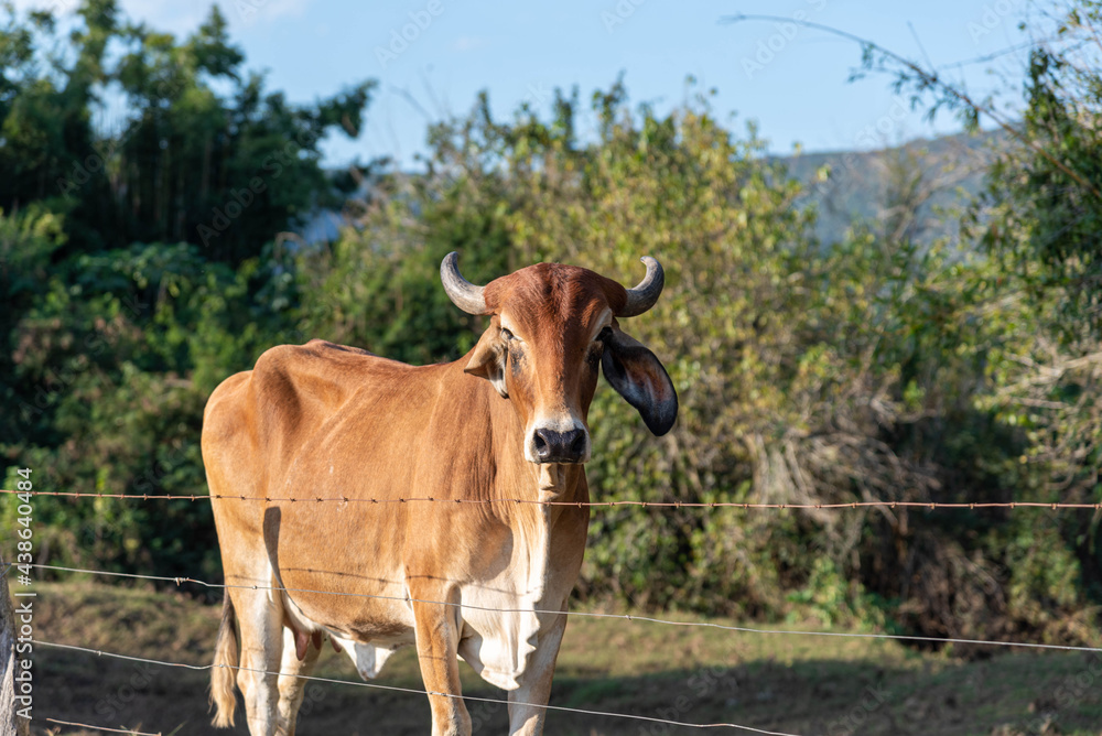 Dairy cows in rural confinement area. Dairy cows in rural confinement area.