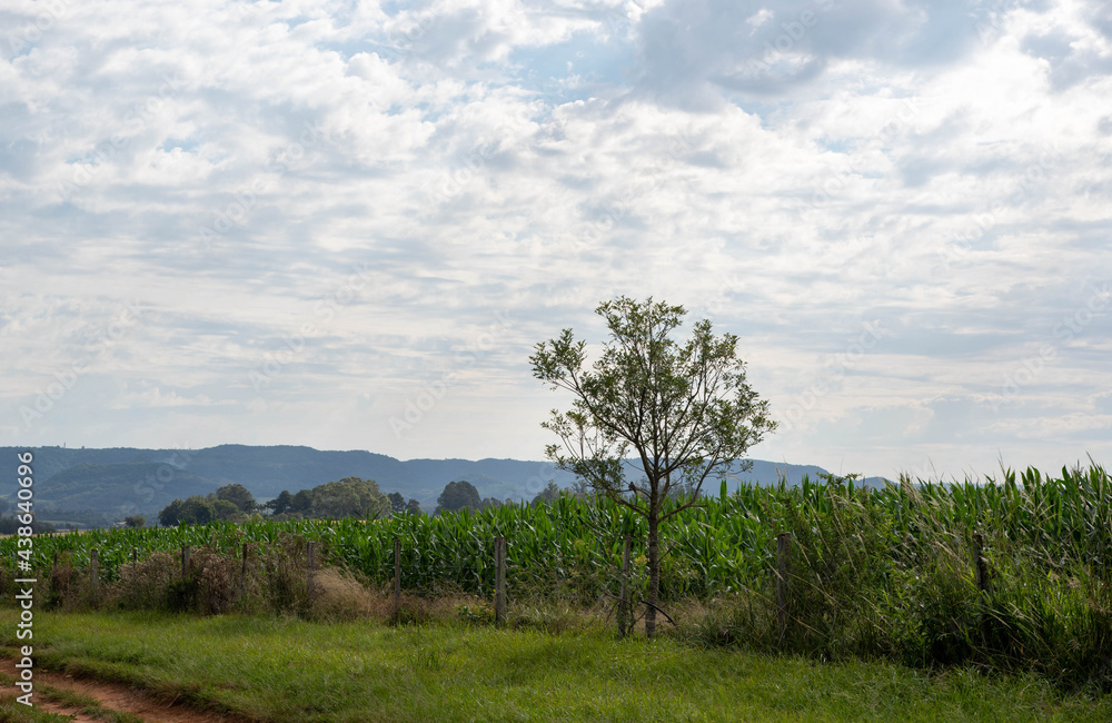 Obraz premium Pre-harvest corn planting