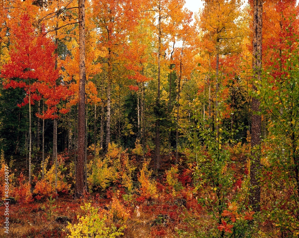 Fototapeta premium mixed forest, autumn, season, forest, autumnal, trees, deciduous trees, birches, poplars, autumn colours, autumn leaves, colourful, nature, vegetation, wooded, 