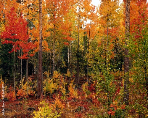 mixed forest, autumn, season, forest, autumnal, trees, deciduous trees, birches, poplars, autumn colours, autumn leaves, colourful, nature, vegetation, wooded, 