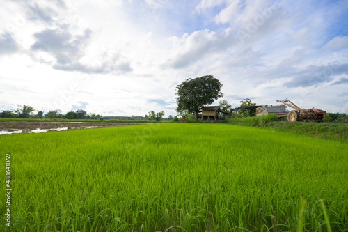 Rice field Rice cultivation season