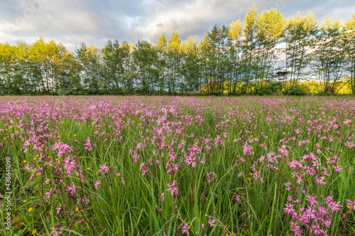 Lychnis cuckoo flower in a spring meadow. photo