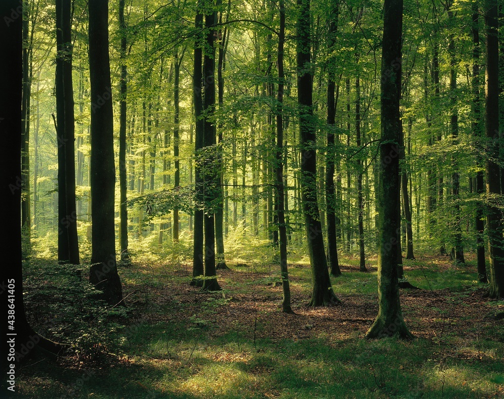 Naklejka premium beech forest, summer, forest, deciduous forest, beech trees, season, summerly, trees, tree trunks, nature, habitat, 