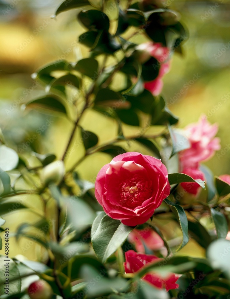 camellia blossom, red, camellia sinensis, country of origin asia, nature, botany, flora, plant, camellia, blossom, flowers, tea shrub, ornamental plant, camellia blossom, red, camellia sinensis, country of origin asia, nature, botany, flora, plant, camellia, blossom, flowers, tea shrub, ornamental plant,