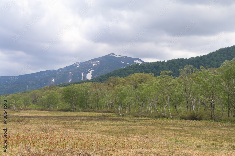 尾瀬/6月。　まだ水芭蕉が咲き残る初夏の尾瀬ヶ原。残雪を戴く至仏山。