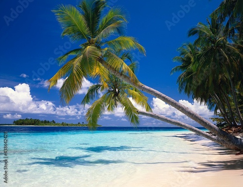 Fototapeta Naklejka Na Ścianę i Meble -  maldives, sea, palm beach, indian ocean, island, palm island, detail, palm trees, dream beach, dream island, water, shallow, clear, turquoise, deserted, nature, landscape, idyll, 