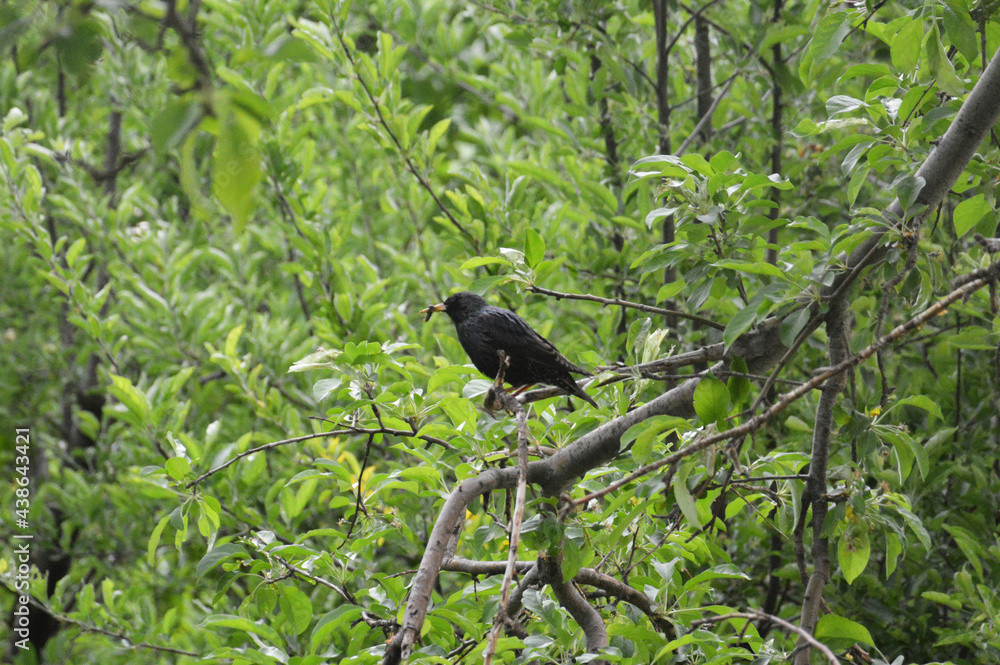 A common starling, also known as the European starling eating worms on an tree. Sturnus vulgaris. A common starling, also known as the European starling eating worms on an tree. Sturnus vulgaris.