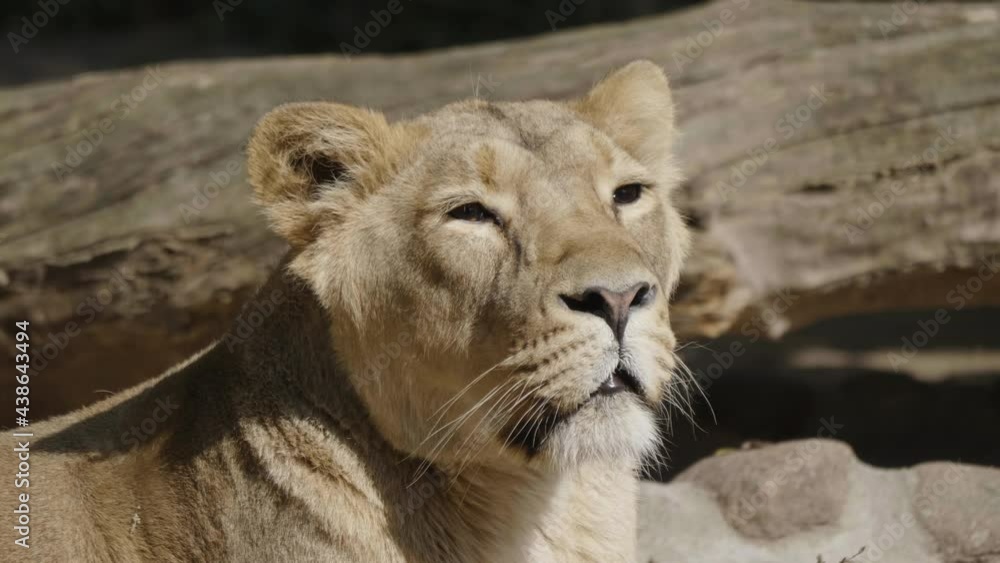 Portrait lioness basking in the warm sun after dinner. Portrait lioness basking in the warm sun after dinner.