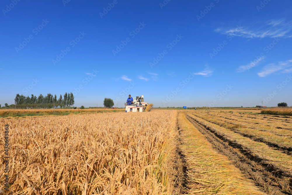LUANNAN COUNTY, Hebei Province, China - October 12, 2020: Farmers are turning and drying rice in the North China Plain