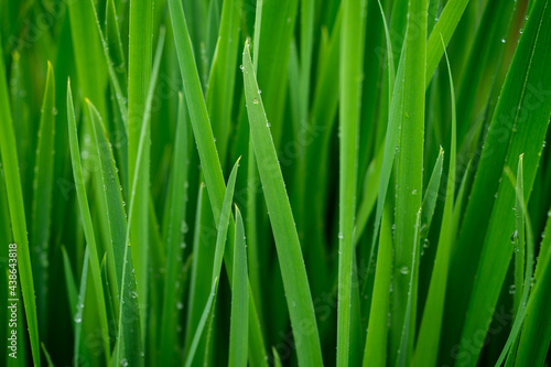 Green grass on meadow with drops of water. Morning dew droplets