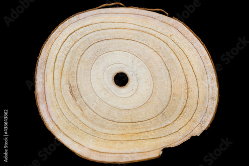 Paulownia wooden slice with annual rings (growth rings) isolated on black background. Fast-growing and lightweight sustainable wood photo