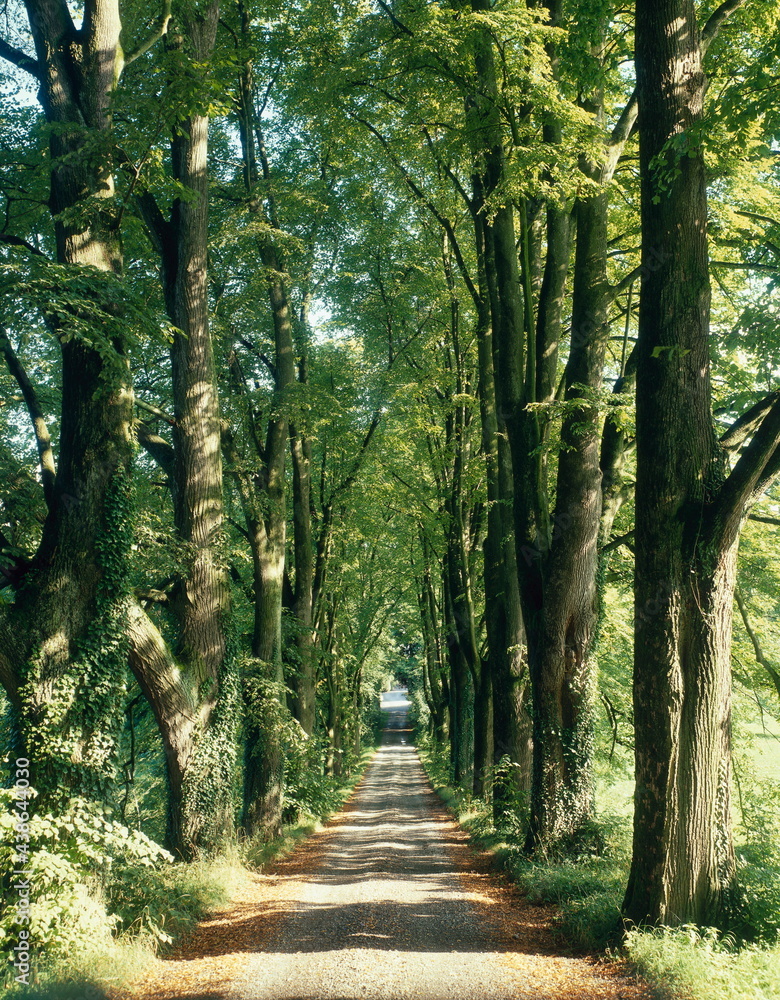 Obraz premium avenue of lime trees, 