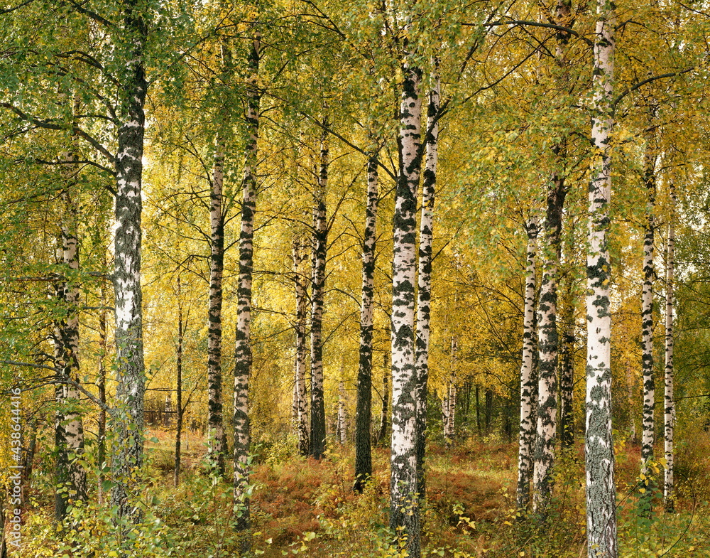 birch forest in early autumn, 